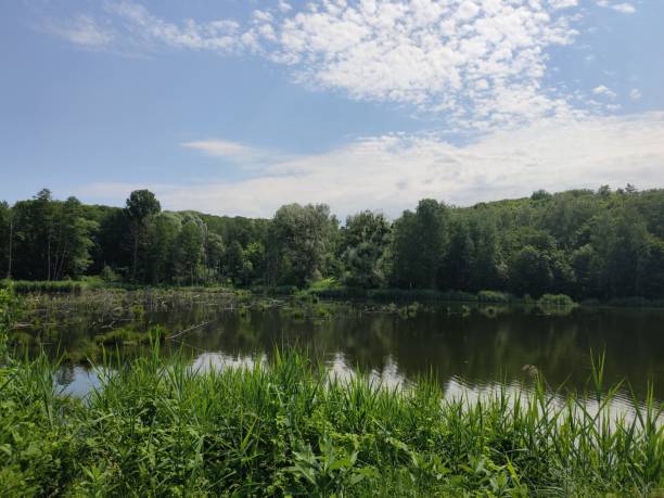 istock beautiful lake in the summer forest 1255348227