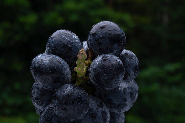 A grape variety called NAGANO PURPLE