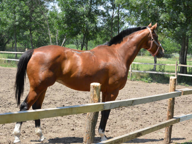 istock Beautiful brown horse in a corral 1255348581