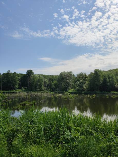 istock beautiful lake in the summer forest 1255349294