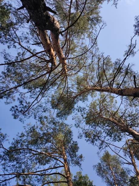 istock a beautiful pine trees in the forest 1255349310