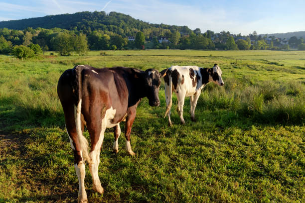 Cows grazing on a green pasture in rural Brittany, France