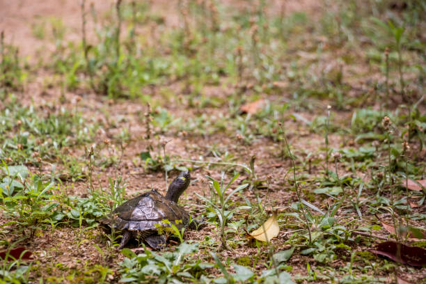 istock Turtle walking on the grassy ground 1255349511