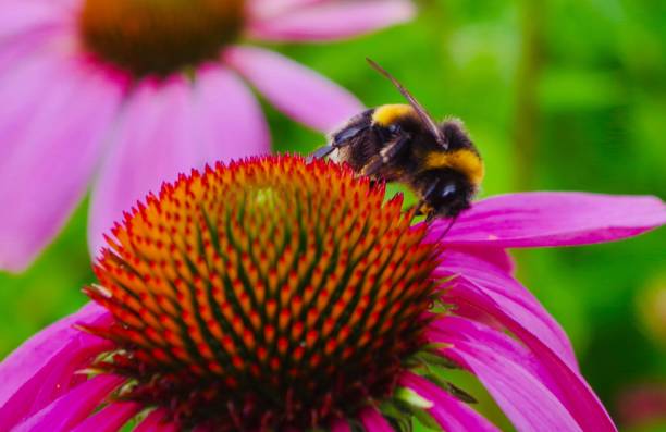 istock Bumblebees feeding on bright pink coneflowers 1255349757