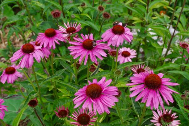 istock Bumblebees feeding on bright pink coneflowers 1255349798