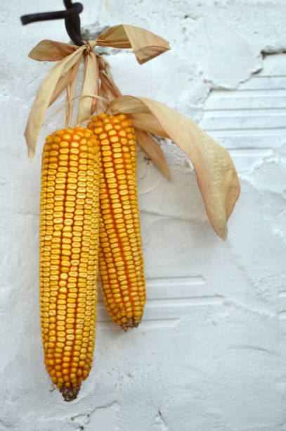 golden corn cob close up