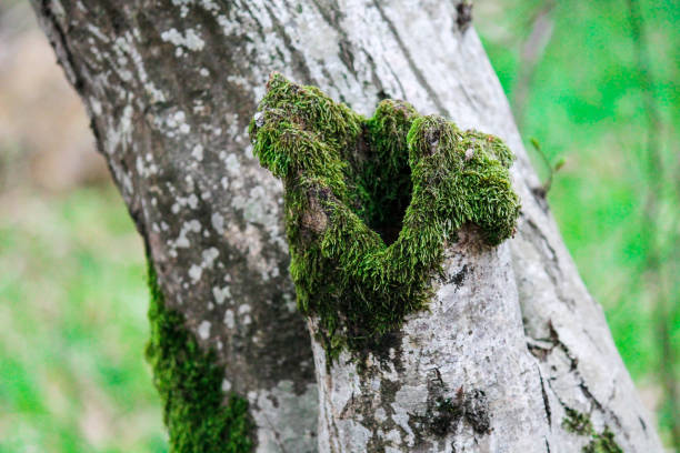 Moss grows on a tree in the forest. Natural forest, natural background. Close-up, selective focus. High quality photo