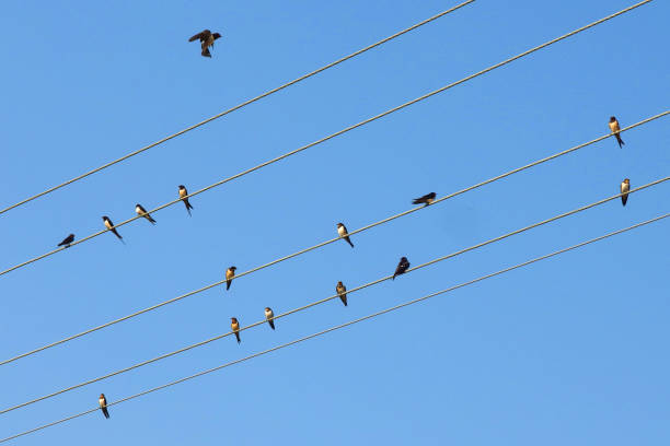 istock flock of swallows sitting on the electrical wires 1255350998
