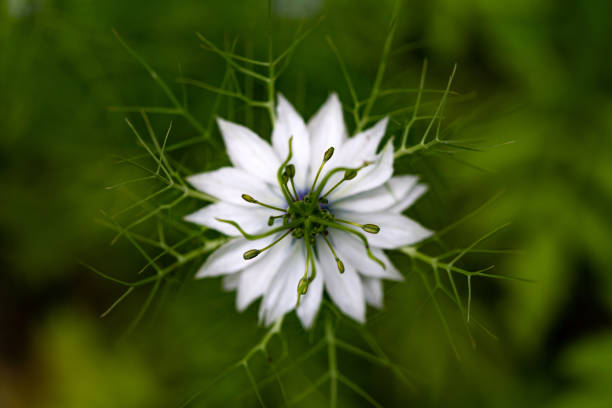 Nigella Damascena Flower Love in a Mist