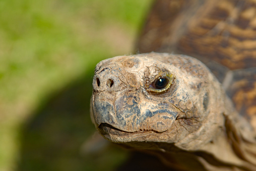 Close-up of a legend Leopard Tortoise Head Bergskilpad called Doppie