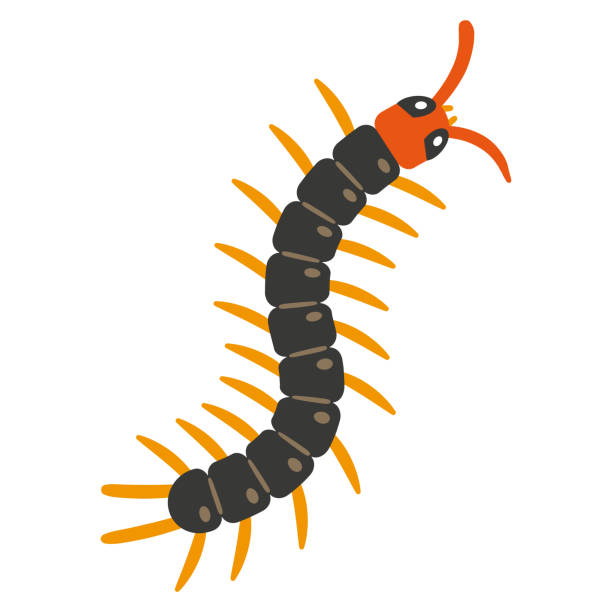 1,338 Centipede Illustrations & Clip Art - iStock | House centipede, Giant  centipede, Centipede grass