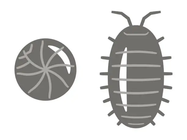 Vector illustration of Illustration of Pill bug on white background.