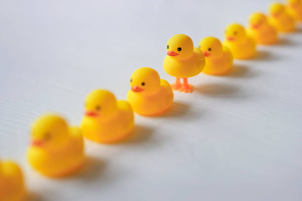 One different yellow rubber duck standing on legs in a line of normal yellow rubber ducks, set on a white wood grained background.background. Concept image relating to standing out from the crowd, different, unique, against the grain, individuality, variation, etc. ducks in a row concept stock pictures, royalty-free photos & images