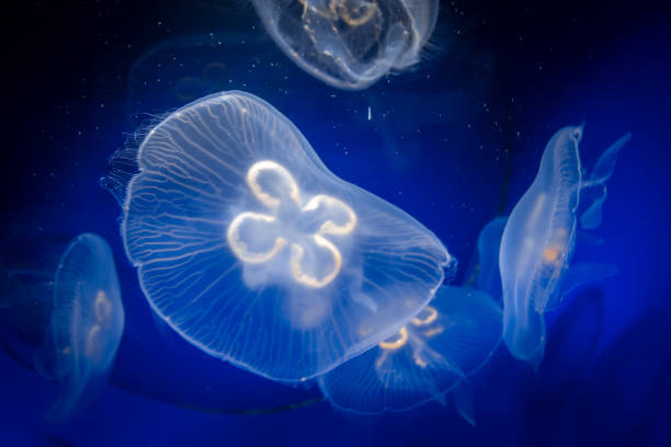 istock Common jellyfish underwater close-up view 1255353398