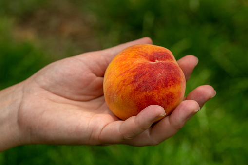 Peach in Hand on Green Nature Background