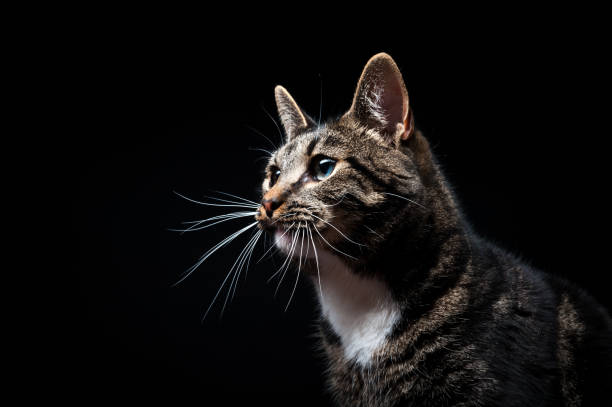 Thoroughbred adult cat, photographed in the Studio on a black background. stock photo