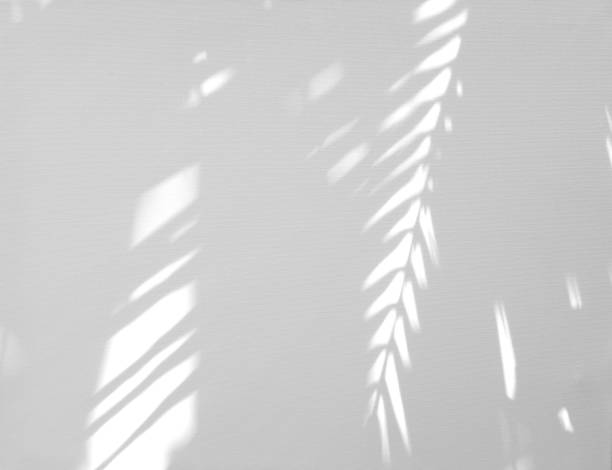 istock Realistic and organic tropical leaves natural shadow overlay effect on white texture background, for overlay on product presentation, backdrop and mockup 1255355158