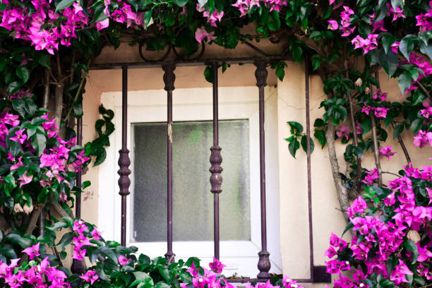 istock Beautiful window surrounded by green and purple old climber plant 1255355252