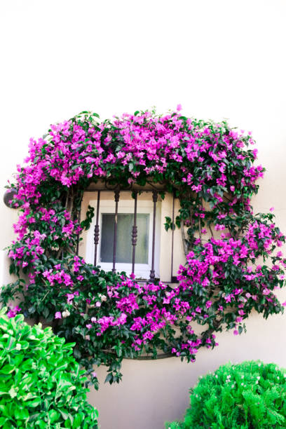 istock Beautiful window surrounded by green and purple old climber plant 1255355268
