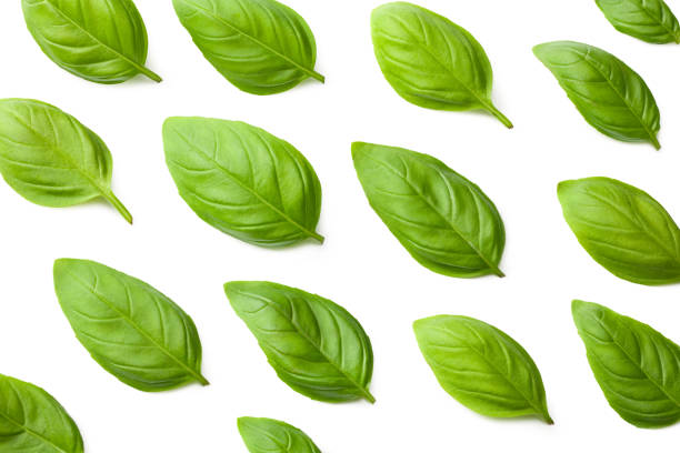 istock basil leaves isolated on a white background. top view 1255356179