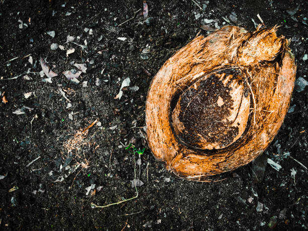 kokosnussschale auf einem boden mit platz für kopierplatz. - powdered coconut stock-fotos und bilder