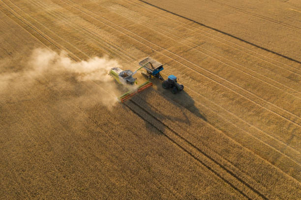 istock Harvesting In Agriculture Crop Field. 1255358619