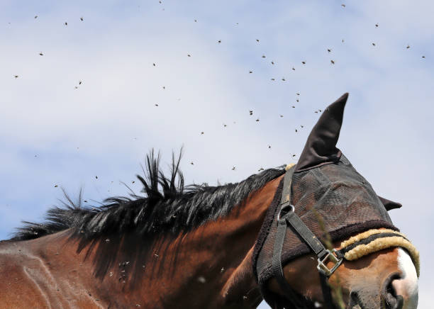 Horse Flies A horse chows down in a field during an afternoon in northwestern Switzerland. horse fly photos stock pictures, royalty-free photos & images