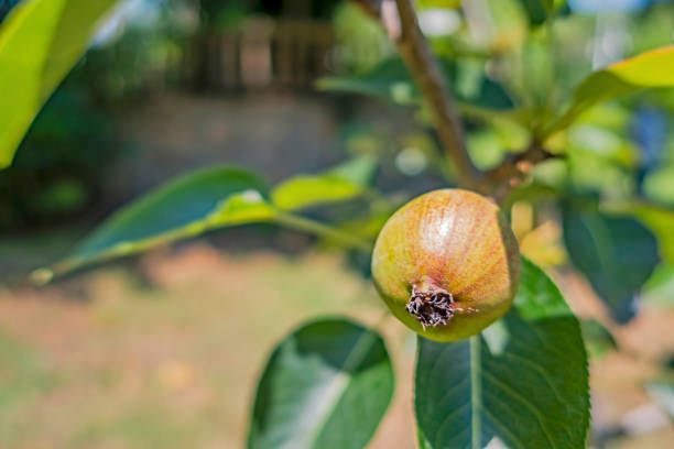 istock pear tree and fruits in nature 1255359008