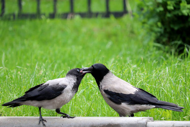 istock Two hooded crows are fighting on the summer lawn 1255359035