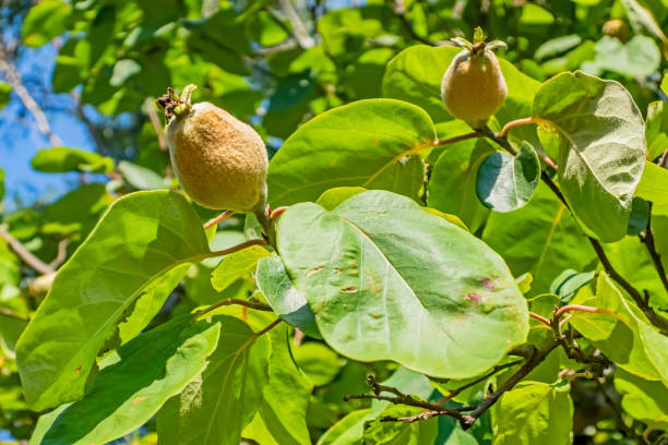 istock quince tree and fruits in nature 1255360400