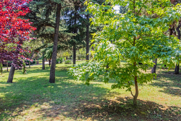istock trees in the garden and public park 1255360651