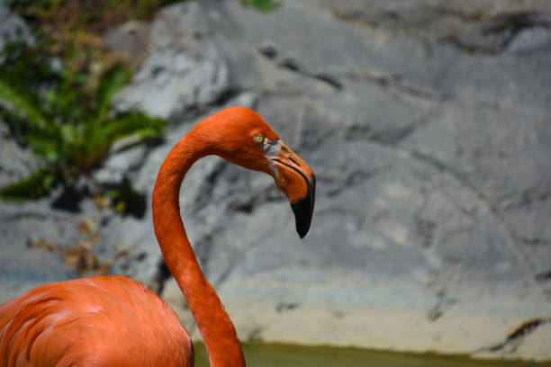 istock Pink flamingo in a park 1255360986