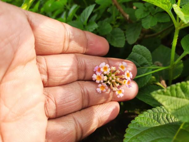 istock Beautiful Lantana flowers in Daylight. 1255362060
