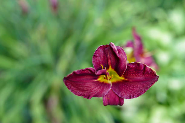 istock Red daylily with soft ruffled petals in abstract green garden 1255362216