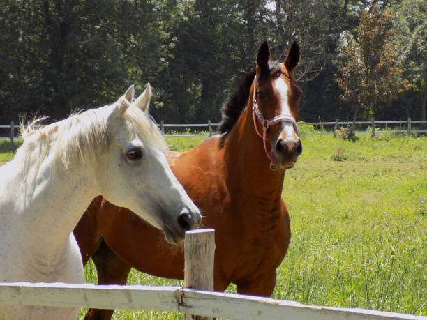 istock Brown stallion and white mare in corral 1255362320