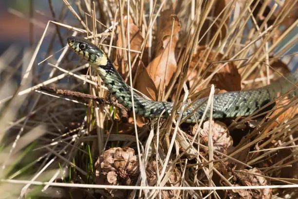 Grass snake in dry grass