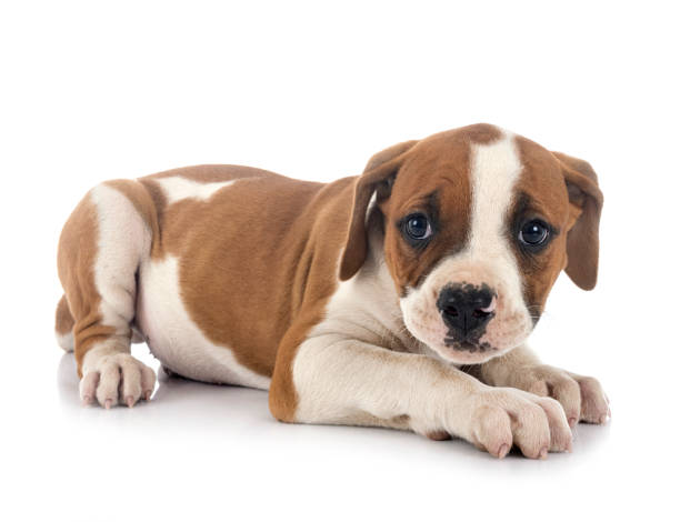 istock puppy american bulldog 1255363751