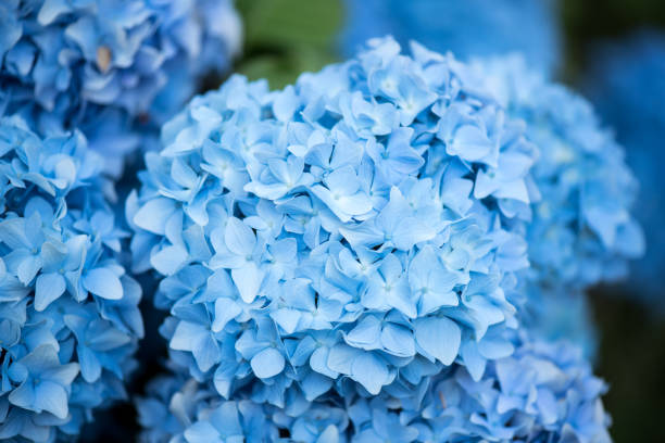 istock Flower of Hydrangea macrophylla. Blue hydrangea flowers and leaves. Close-up. 1255365196