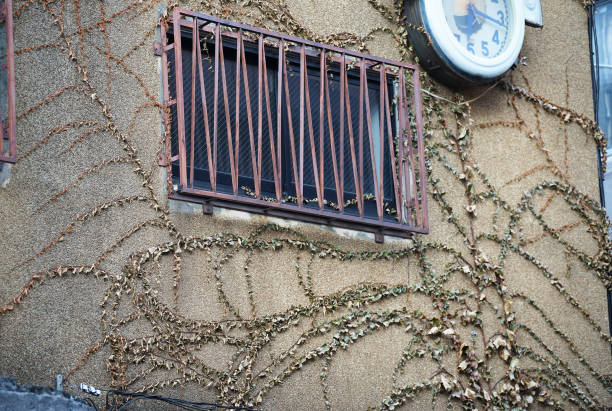 istock The wall where the ivy creeps over 1255365344