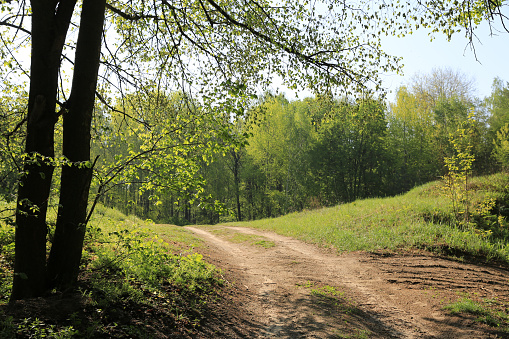 Sunny landscape with dirt road in forest