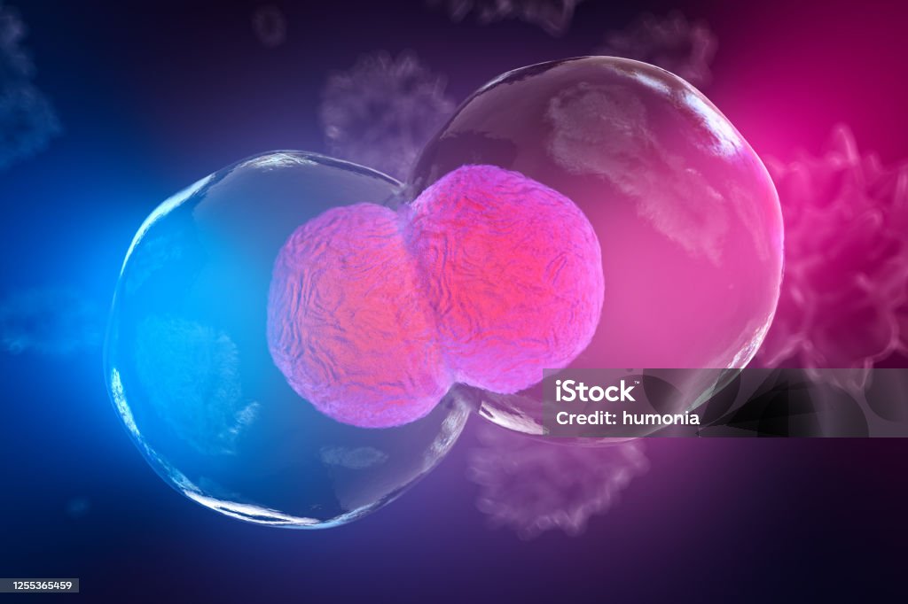 Body cell division under a microscope Body cells under a microscope, cell division. A good illustration as a representation of research of stem cells, cellular therapy and regeneration and many other concepts. 3d illustration Repetition Stock Photo