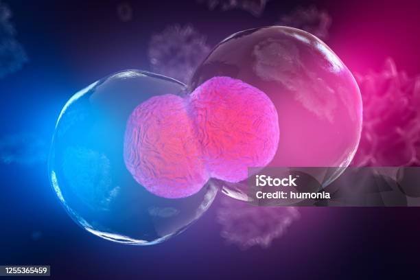 Body Cell Division Under A Microscope Stock Photo - Download Image Now - Repetition, Biological Cell, Tissue - Anatomy