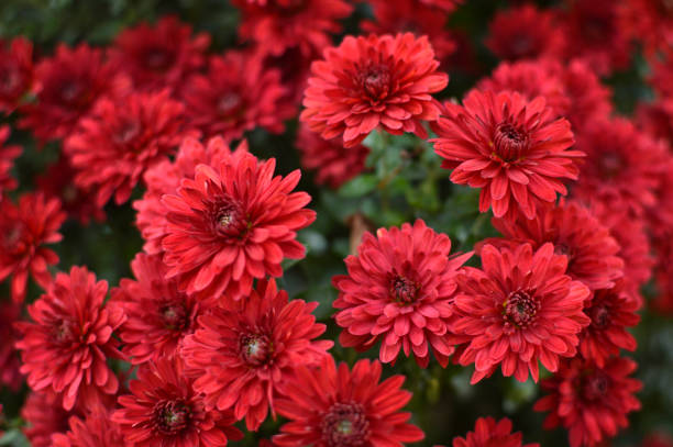 istock red blooming chrysanthemums close up 1255365677