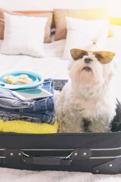 istock Dog sitting in the suitcase 1255365727