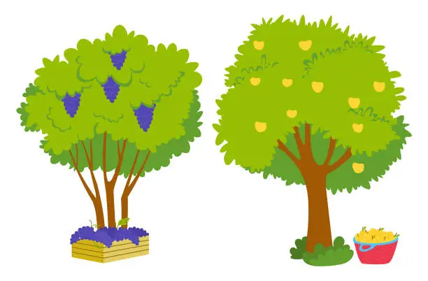 Vector illustration of Grapes Growing on Green Bunch and Apples on Tree