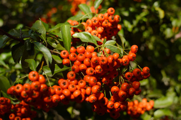 istock branch of red  berries in sunlight 1255366447
