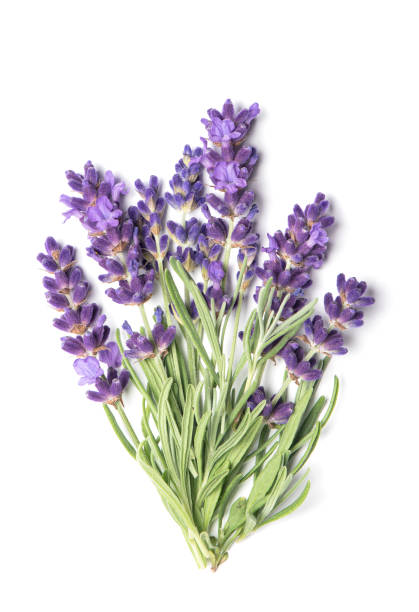 istock Lavender flowers bouquet white background 1255366477