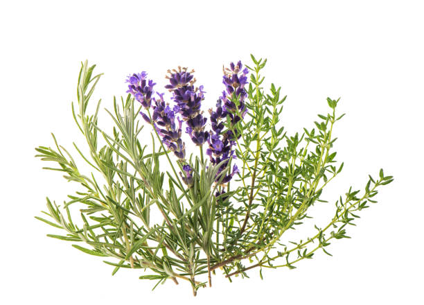 istock Fresh herbs rosemary lavender thyme Spices Food ingredients 1255366481