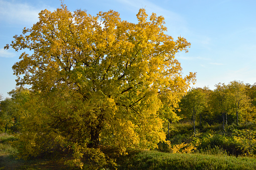 Gingko Biloba tree in autumn.