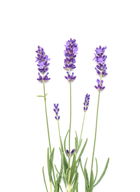 istock Lavender flowers leaves on white background 1255366658